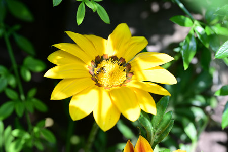 Gazania rigens is also a species of flowering plant in the daisy family.の写真素材