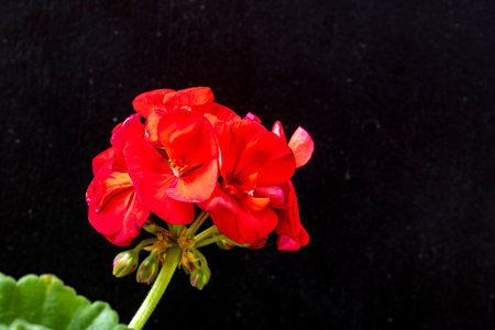 Red geranium flower on black background with copy space for text.の写真素材
