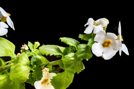 White flowers of African violets, isolated on black background.