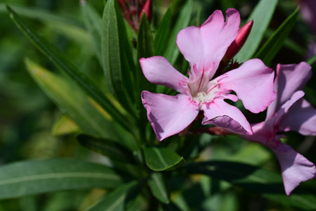 Pink oleander flower in the garden close-up macro photographyの写真素材