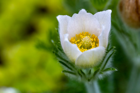 Pulsatilla patens (Pulsatilla patens)