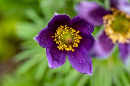 Pulsatilla patens (pasque flower) close up