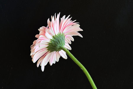Pink gerbera flower isolated on black background with copy space.の写真素材