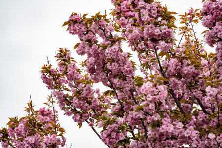 cherry blossom tree in spring time with shallow depth of field