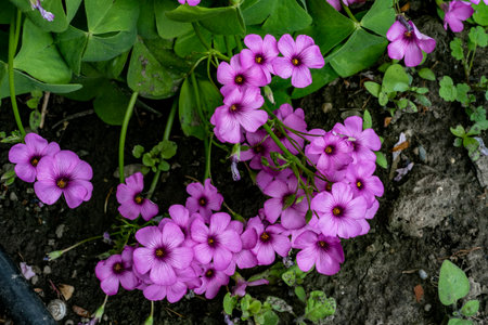 Purple flowers of oxalis blooming in the garden in springの写真素材