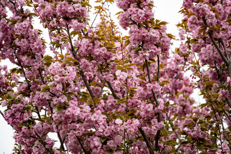 cherry blossom tree in spring, pink sakura flowers blooming