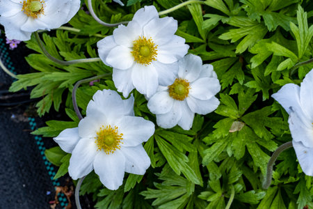 Beautiful white anemone flowers blooming in the garden.の写真素材