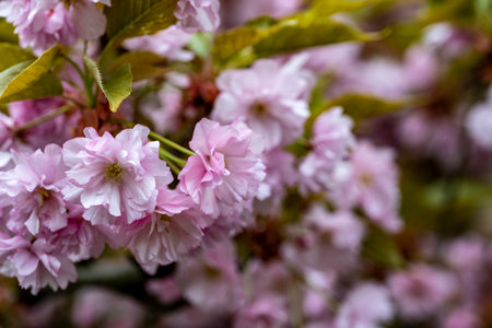 cherry blossom in spring time, pink sakura flowers close upの写真素材