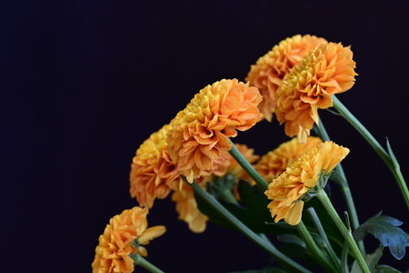 Beautiful Marigold flowers on black background, close-upの写真素材