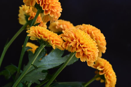 Yellow chrysanthemum flowers on black background, close up
