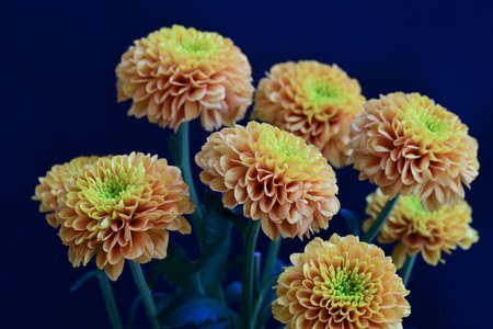 Orange chrysanthemum flowers on a dark blue background.