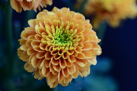chrysanthemum very nice colorful autumn garden flower close up