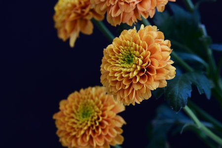 Orange chrysanthemum flowers on a black background close-up
