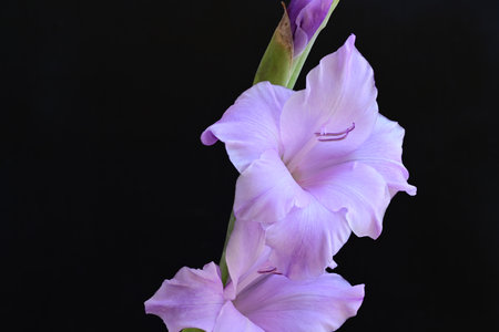 Beautiful purple gladiolus flower on black background, closeupの写真素材
