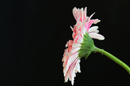 Pink gerbera flower on black background, closeup of photoの写真素材
