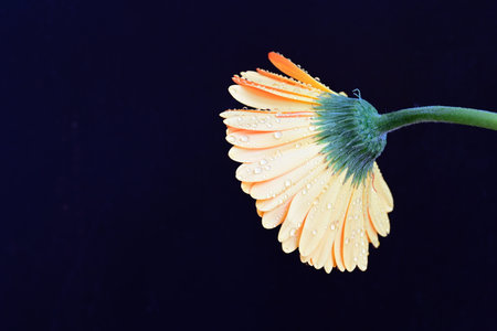 gerbera flower on black background with copy space for your text