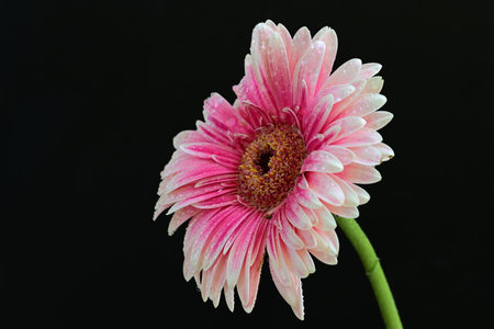 Pink gerbera flower on black background, closeup of photoの写真素材