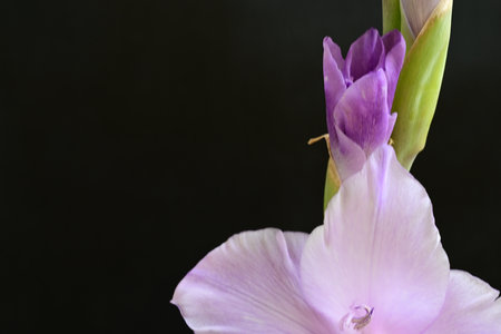 purple gladiolus flower on a black background close-upの写真素材