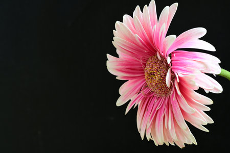 Pink gerbera flower on black background with copy space for textの写真素材
