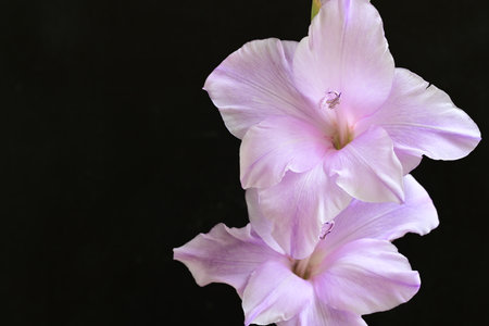 Beautiful gladiolus flower on black background, close upの写真素材