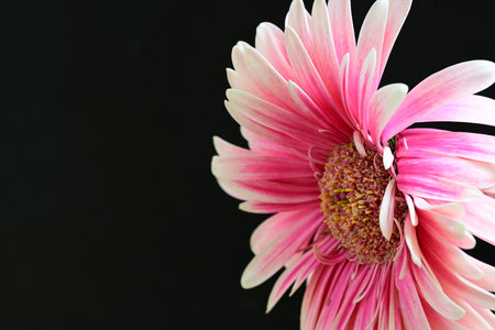 Pink gerbera flower on black background with copy space for textの写真素材