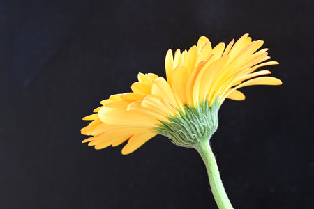 yellow gerbera flower isolated on black background, closeup of photo