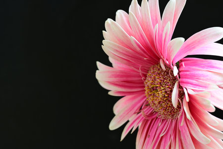 Pink gerbera flower on black background with copy space for textの写真素材