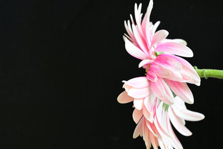Pink chrysanthemum flower on black background with copy spaceの写真素材