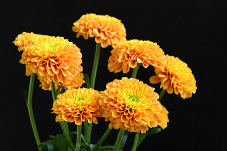 Beautiful orange chrysanthemums on a black background.