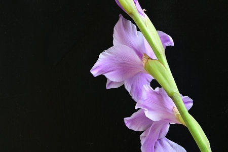 purple gladiolus on a black background, close-upの写真素材