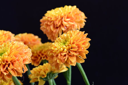 Orange chrysanthemums on black background. Shallow depth of field
