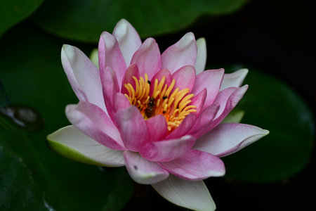 Lotus flower blooming in the pond with green leaf background.の写真素材