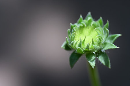 close up of dahlia flower bud on dark background, shallow depth of field
