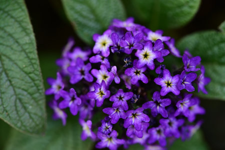 purple flowers in the garden, macro photo, shallow depth of fieldの写真素材