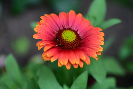 Zinnia elegans is a genus of flowering plants in the sunflower family.の写真素材