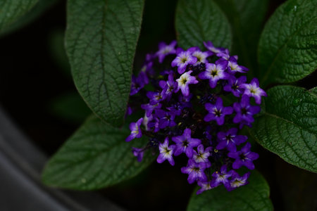 Purple flowers in the garden. Selective focus. Nature.