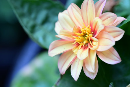 Orange dahlia flower with green leaf background, nature concept.の写真素材