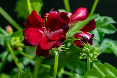Geranium Pelargonium, also known as cranesbill or cranesbill