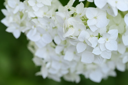 Hydrangea macrophylla white flowers close-up on green background