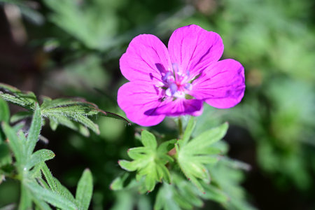 Purple flower of Geranium (Geranium pratense)の写真素材