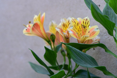 Beautiful alstroemeria flowers in the garden close-upの写真素材