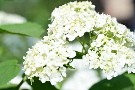 White hydrangea flowers on a background of green leaves.の写真素材