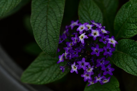 purple flowers with green leaf in a pot, close-up