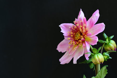 pink dahlia flower on black background with space for text