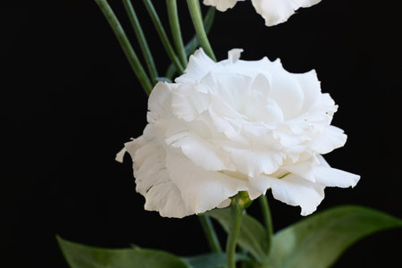 Beautiful white carnation flower on black background. Close up.の写真素材