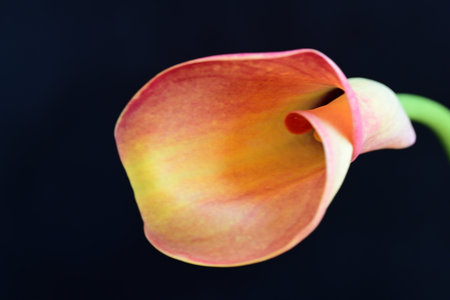 Colorful calla lily flower on black background, close upの写真素材