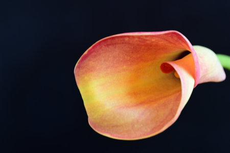 calla lily on a black background close-up macro photoの写真素材