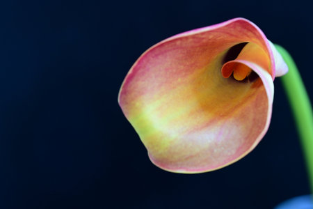 calla lily on a dark background close-up macro photographyの写真素材