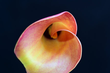 Colorful calla lily on dark background. Close up.