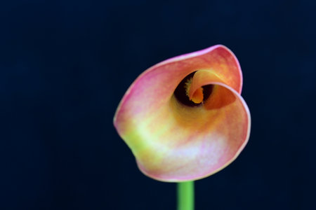beautiful calla lily on a dark background close-upの写真素材
